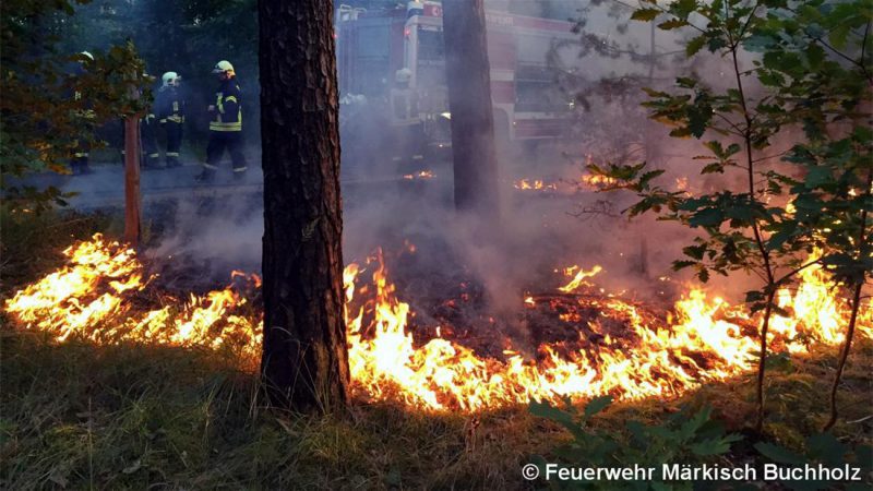 Neues Waldbrand-Video der Feuerwehr Birkholz